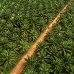Asuransi Industri Kelapa Sawit