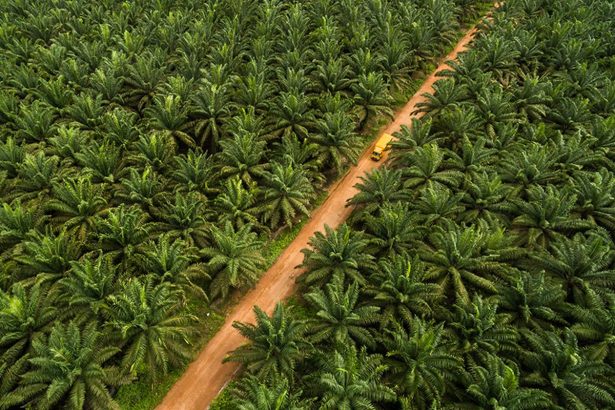 Asuransi Industri Kelapa Sawit